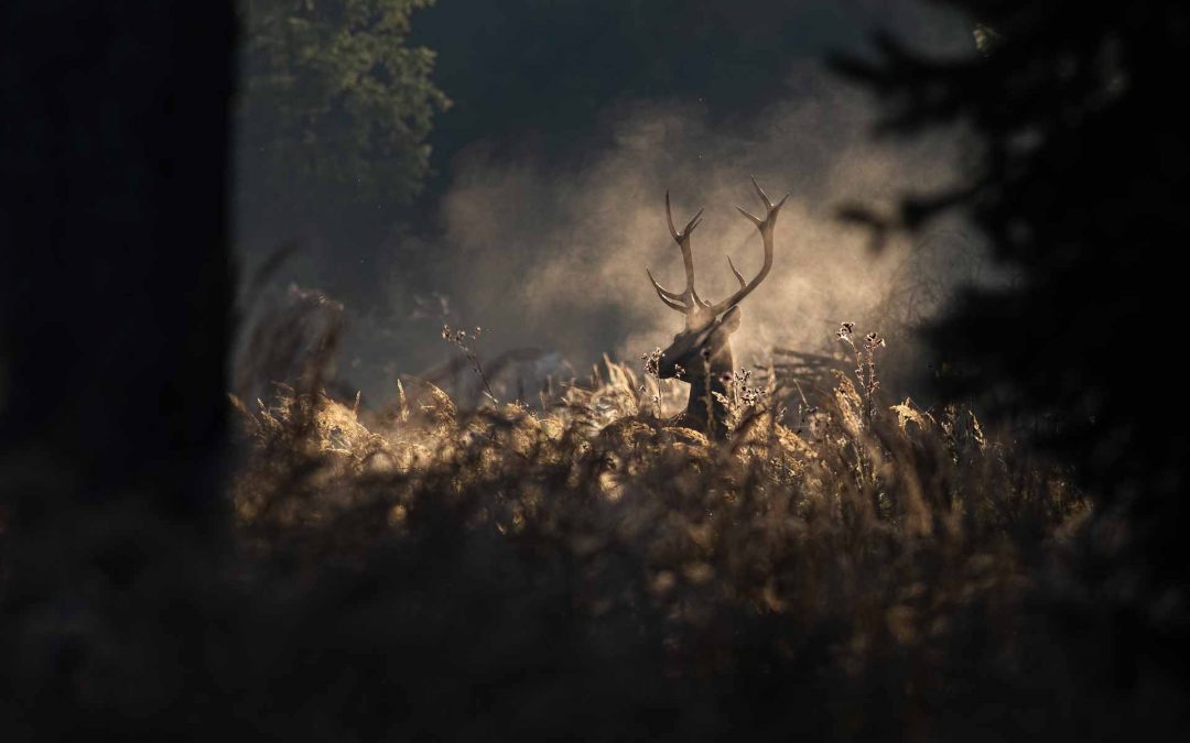 Empfehlungskarte September 2024 – Wild